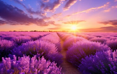 sunrise sun over lavender field in summer,