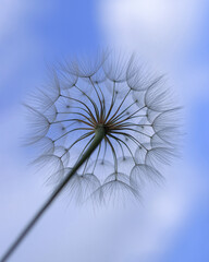 Blue abstract Dandelion flower background. Freedom to Wish. Seed macro close up. Beautiful flower Dandelion on a background of clear blue sky. Taraxacum Erythrospermum. Silhouette dandelion