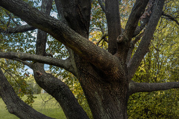 Close-up of an old oak tree with autumnal foliage. 