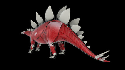 Muscular system of a Stegosaurus dinosaur. © Stocktrek Images