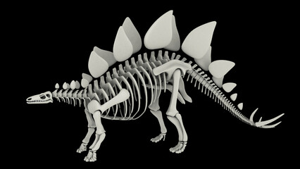 Skeletal system of Stegosaurus, side view. © Stocktrek Images