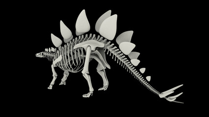 Fototapeta na wymiar Skeletal system of a Stegosaurus dinosaur.
