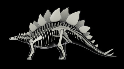 Fototapeta na wymiar Skeletal system of Stegosaurus, x-ray side view.
