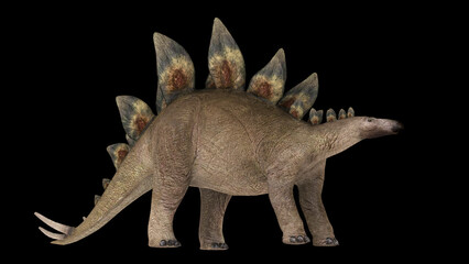 Stegosaurus dinosaur, side view on black background. © Stocktrek Images