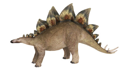 Fototapeta premium Stegosaurus dinosaur, white background.