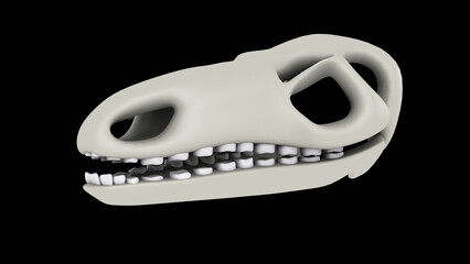 Stegosaurus dinosaur skull.