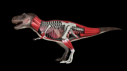 Cross section showing internal anatomy of Tyrannosaurus rex.