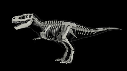 Fototapeta na wymiar Skeletal system of Tyrannosaurus rex, side view.