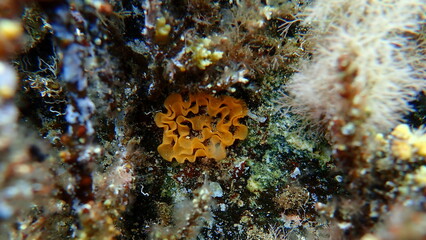 Nudibranch egg mass on sea bottom, Aegean Sea, Greece, Halkidiki