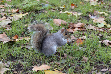 Eastern gray squirrel eating nuts at St James's Park, London, UK. Autumn in november.