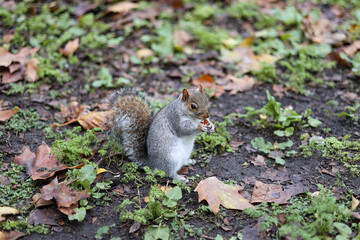 Eastern gray squirrel eating nuts at St James's Park, London, UK. Autumn in november.