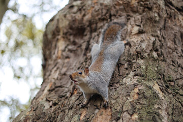Naklejka na ściany i meble Cute eastern gray squirrel on the tree. London, Uk. St Jame's Park.