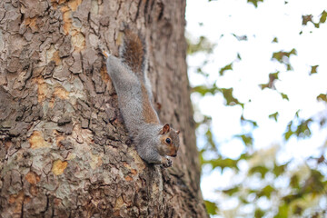 Cute eastern gray squirrel on the tree. London, Uk. St Jame's Park.
