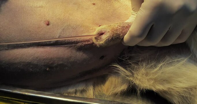 The veterinarian attempts to insert a urinary catheter into a dog's urethra with a large amount of urinary stones and sand. Urolithiasis in a pet. Emergency help for a dog with urinary retention.