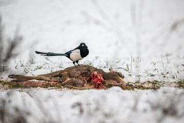 A magpie (Pica pica) eats carrion of a dead deer in winter. Concept: survival in nature or...