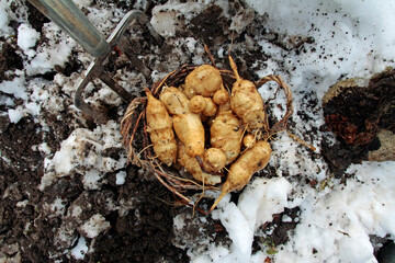Harvesting Jerusalem artichokes in winter with a digging fork