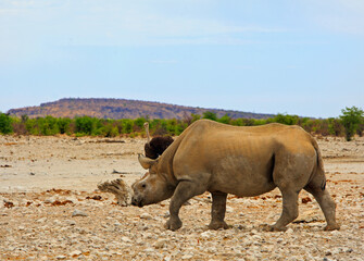  Black Rhino with horn cut off walking across the African Plains with an ostrich in the background. The horn has been cut to deter poachers from killing it.