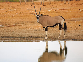 Gemsbok Oryx standing beside a still waterhole, with lovely reflection in the water and golden backlight in Etosha