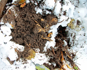 Harvesting Jerusalem artichokes in winter with a digging fork