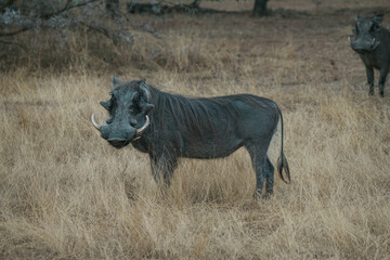 Wild African Warthog 