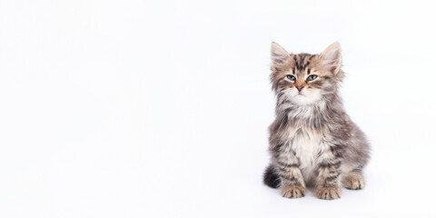 Close up portrait of a Kitten. Tiny Kitten on a light background. Baby cat. Animal background. Pets. Baby Kitten Maine Coon posing at camera. Pet care concept. Copy space. World pet day