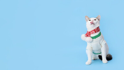 Studio portrait of a white cat wearing white sweater and scarf looks up on a blue background. Copy space. Christmas cat licks its lips. Pet. Winter. Merry Christmas. Xmas Greeting card. Happy New Year