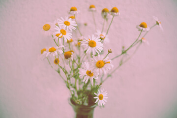 There is a bouquet with white delicate chamomile flowers in the vase. A gift and romance. Tenderness and pastel vibe.