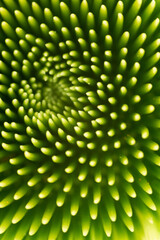 Green abstract background with leaves