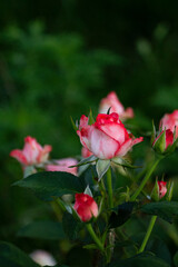 pink rose in garden