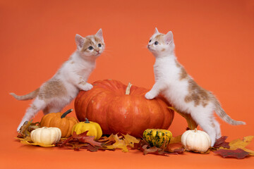 Two White and ginger cats, kittens sitting on a pumpkin in a still life setting in orange