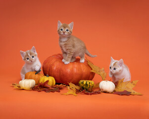 Three White and ginger cats, kittens sitting on  a pumpkin in a still life setting in orange