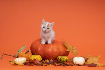 A White and ginger cat, kitten sitting on a pumpkin in a still life setting in orange