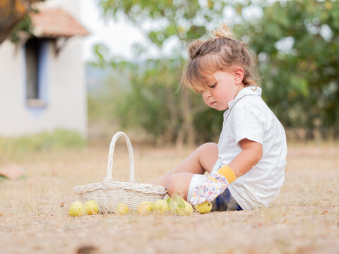 Side view of little boy sitting near wicker basket while counting fruits in garden
