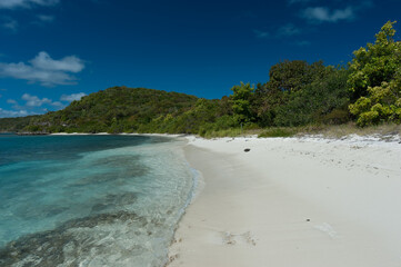 beach with trees