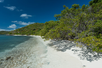 beach with trees