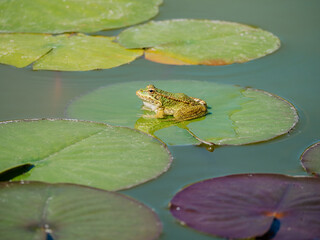Serene frog on lily pads in a peaceful pond
