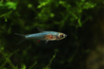 Fototapeta premium Atom Neon Blue Rasbora (Sundadanio atomus)