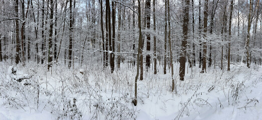 Panoramic photo of the winter public park, tree branches are covered with snow