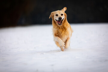 Ein s&uuml;&szlig;er Golden Retriever der im Schnee auf die Fotokamera zurennt und in diese blickt