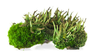 Green moss on a white background.