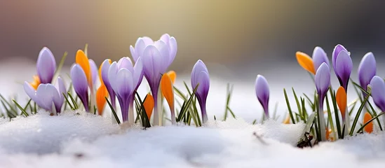 Raamstickers Spring gathering of crocus flowers and miniature snowman in a snowy clearing. © AkuAku