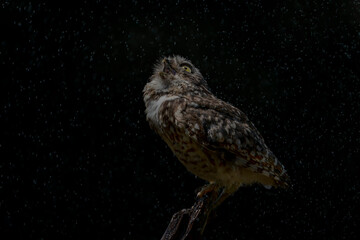 Naklejka premium Burrowing owl (Athene cunicularia) looking up and standing on a branch in heavy rain. Burrowing owls taking a rain shower. Dark background. 
