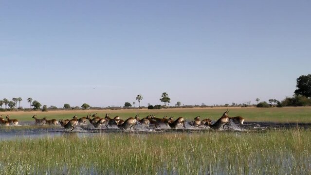 Slow motion video footage of a red or southern lechwe (Kobus leche) herd running through the flooded grasslands of the Okavango Delta in  Botswana