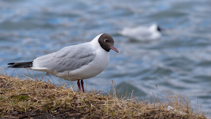 black-headed gull at the sea, Chroicocephalus ridibundus