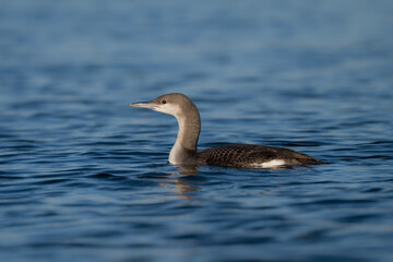 Black-throated loon in the water, Gavia arctica