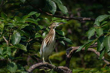 Chinese pond heron in natural habitat, Ardeola bacchus