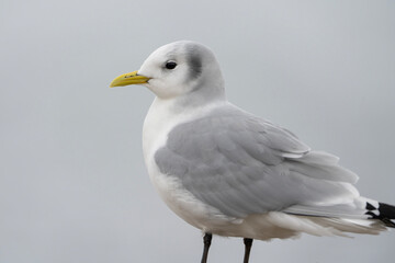 Fototapeta premium Black-legged kittiwake, portrait of a gull, close up