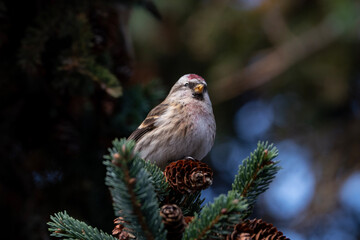 Common redpoll sitting on the spruce, Acanthis flammea