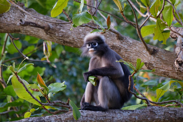dusky leaf monkey or spectacled langur in Thailand