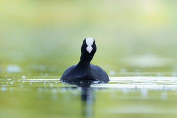 Eurasian coot, Fulica atra front view